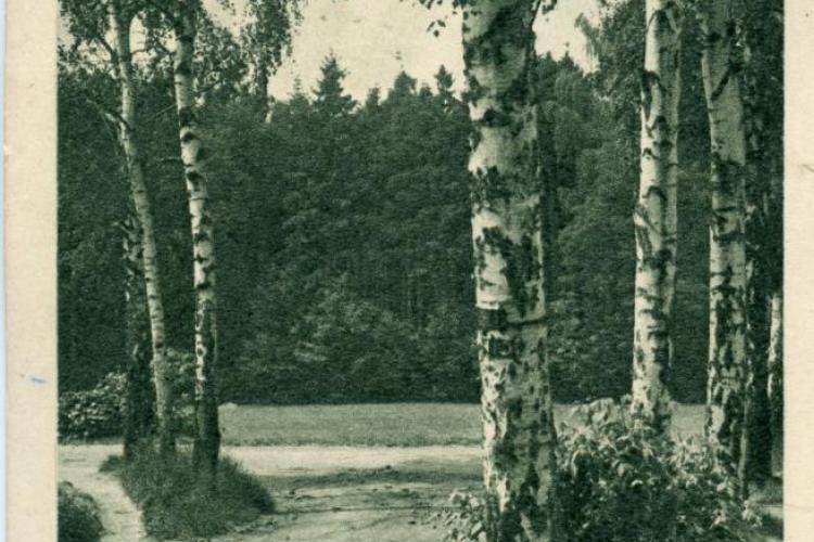 Postkarte: Birken, im Hintergrund Nadelwald, schwarz - weiß Fotografie