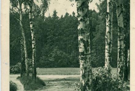Postkarte: Birken, im Hintergrund Nadelwald, schwarz - weiß Fotografie